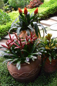温室花草