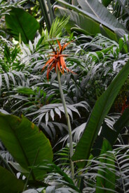温室花草