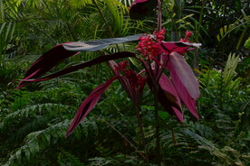紫背竹芋 