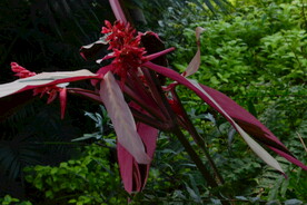 温室花草  