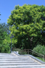 公园风景  
