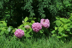 绣球花 