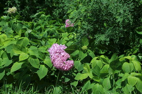 绣球花 