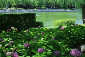 公园风景  