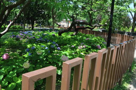 公园风景  