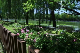 公园风景 
