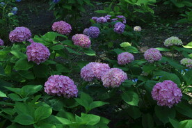 绣球花  