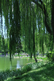 公园风景 