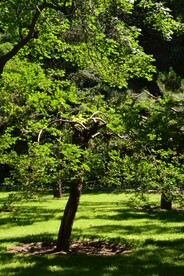 公园风景 