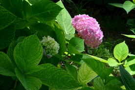 绣球花  