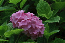 绣球花  