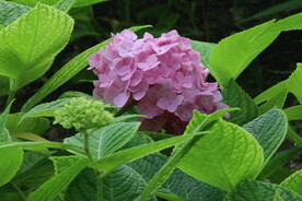 绣球花 