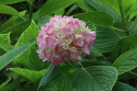 绣球花  