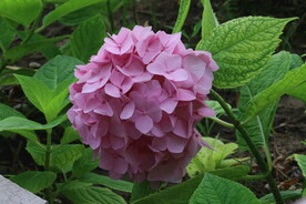 绣球花  