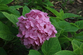 绣球花  