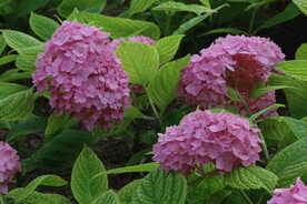 绣球花 