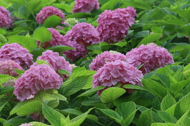 绣球花  