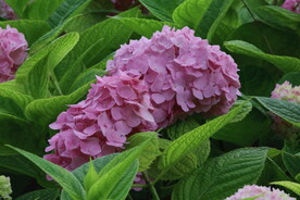 绣球花 