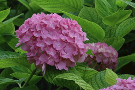 绣球花  