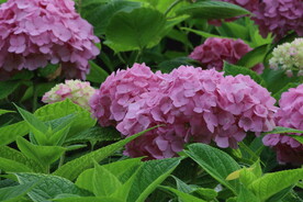 绣球花  
