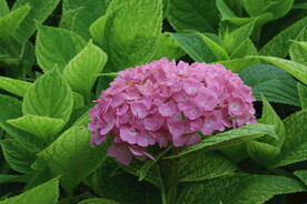 绣球花  