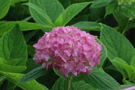 绣球花 