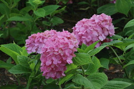 绣球花  