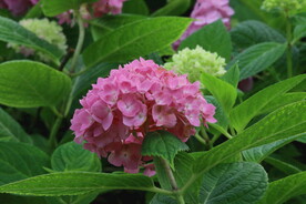 绣球花 