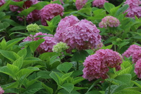 绣球花 