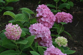绣球花  