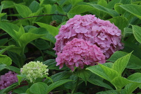 绣球花  