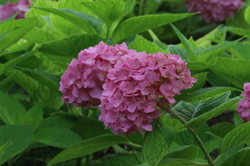 绣球花  