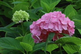 绣球花 