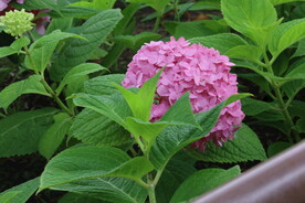 绣球花  