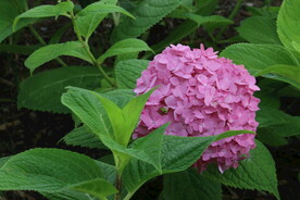 绣球花  