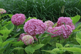 绣球花 