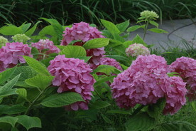 绣球花  