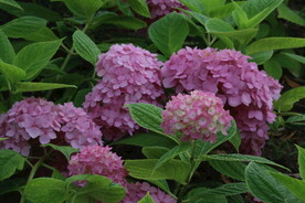 绣球花  