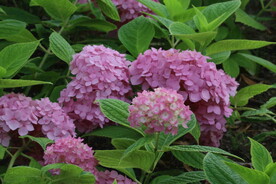 绣球花  
