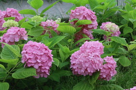 绣球花  