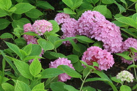 绣球花 