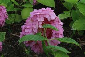 绣球花 
