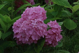 绣球花  