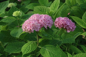 绣球花  