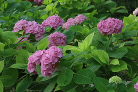 绣球花 