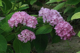 绣球花 