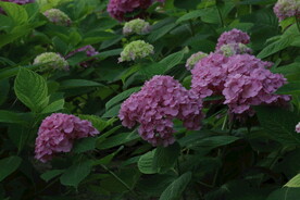 绣球花  
