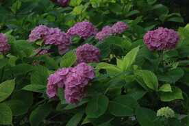 绣球花  