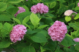 绣球花  