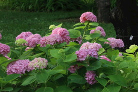 绣球花 